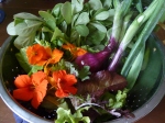Fresh salad ingredients from the Van Tech urban farmschool