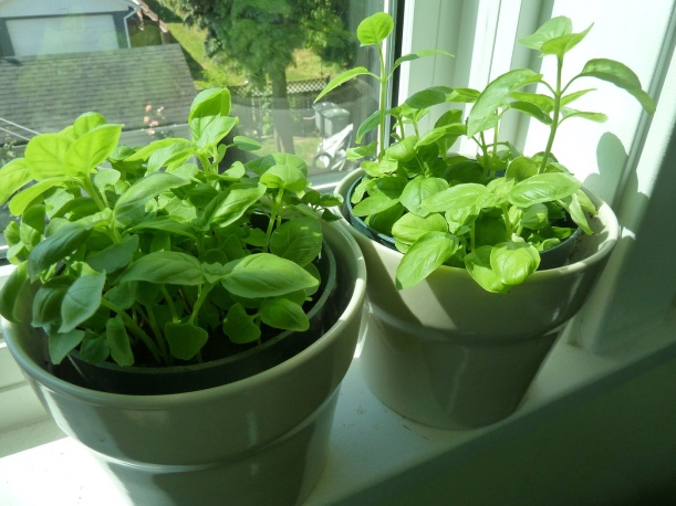Plant basil herb