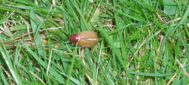 Give your lawn its best chance to repel the chafer beetle before they become a problem. Photos by Julie Cheng