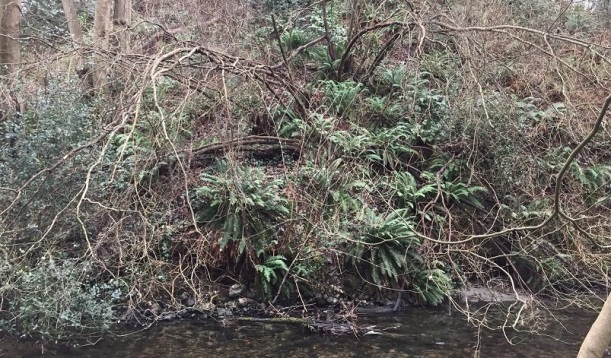 A cascade of sword ferns above Still Creek. 